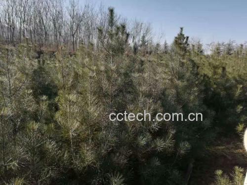 一棵高大的白皮松矗立在山间林地,树干呈乳白色片状剥落,阳光透过茂密的针叶洒下光影,周围有苔藓和落叶覆盖地面,展现其自然生态环境 白皮松全貌