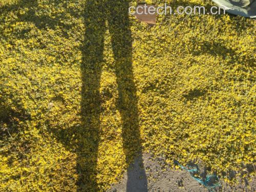 一名年轻女性坐在浴室镜子前,正用浸过野菊花水的化妆棉敷在脸颊上,面部轻微泛红,表情放松,洗手台上摆放玻璃碗、干野菊花和棉签,环境整洁温馨 野菊花外敷应用场景
