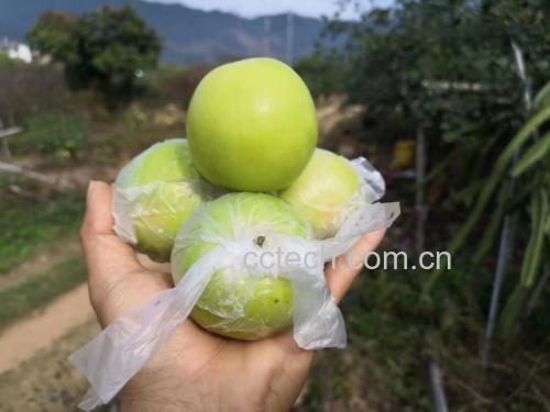 一筐刚从果园采摘的新鲜大青枣,果实饱满翠绿,表面光滑有光泽,堆放整齐,背景为清晨阳光下的果园环境,体现新鲜采摘状态 大青枣新鲜采摘后的整筐果实特写