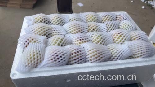 鲜枣在清水中清洗,去除表面杂质 鲜枣清洗过程