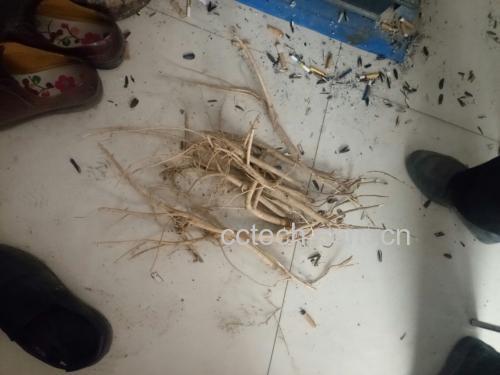 黄芩药材图,展示干燥的黄芩根茎,呈黄棕色,质地坚硬 黄芩药材图