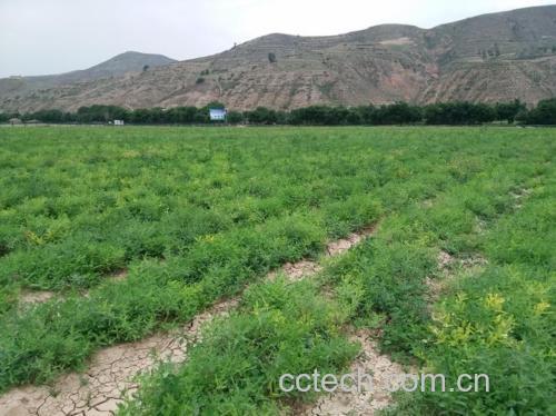 黄芪种植基地,阳光下的田间植株长势良好 黄芪种植地实景图
