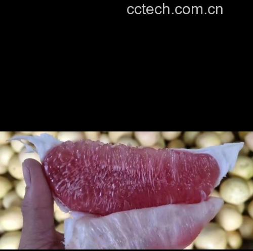 柚子果肉与普洱茶叶的搭配展示图,背景为自然茶田与果园 柚子普洱茶原材料展示