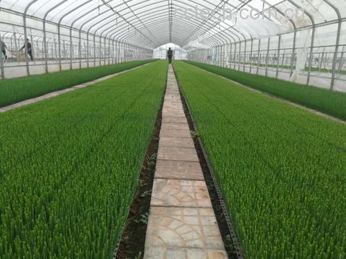 展示新鲜采摘的黄芩植株,根部肥厚,叶片翠绿 黄芩植物图