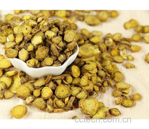 高清晰度微距拍摄的黄芩饮片堆叠画面:单片呈类圆形或不规则形,边缘完整,表面纹理清晰,断面呈现明亮的金黄色,部分可见放射状纹理和中心裂隙,背景为白色陶瓷碟 优质黄芩饮片特写照片