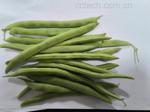 新鲜绿色四季豆成串悬挂,豆荚饱满笔直,表面光滑有光泽,背景为田园菜园环境,阳光柔和,突出食材自然健康属性 四季豆特写