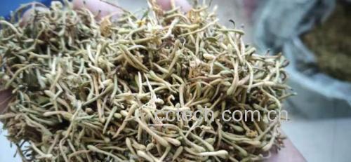 黄芩泡水饮用,适合短期清热去火 黄芩泡茶图片