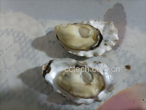 一盘热气腾腾、刚刚蒸熟的新鲜生蚝,摆放在白色瓷盘中 蒸熟的生蚝盘