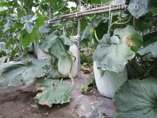 白色椭圆形的冬瓜种子,表面光滑,整齐排列在木质托盘上,背景为浅色厨房台面,光线柔和自然,突出种子的纯净质感 冬瓜仁特写