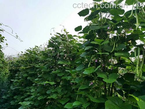 一株生长中的新鲜红扁豆,藤蔓缠绕,叶片呈三出复叶状,紫色花朵下悬挂着鲜红色嫩荚,部分豆荚饱满微弯,表面光滑有光泽,背景为田园菜地环境 新鲜红扁豆植株特写