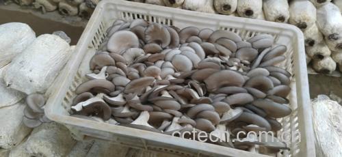 新鲜采摘的白色平菇堆放在竹筐中 平菇实物图