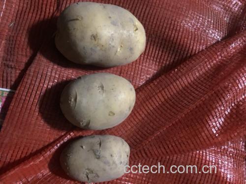 展示浸泡好的扁豆、切好的土豆块、姜蒜、辣椒等食材的摆放 扁豆和土豆的食材准备图