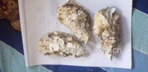 展示新鲜海螺与生蚝摆放在案板上,旁边有姜片、葱段等配料 海螺与生蚝蒸制前的准备