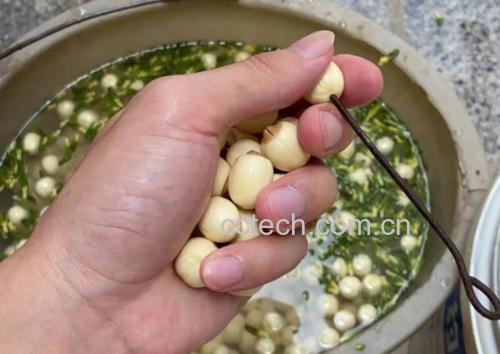 莲子与百合、银耳一起放入搅拌机准备打浆 莲子与其他食材搭配打浆示意图