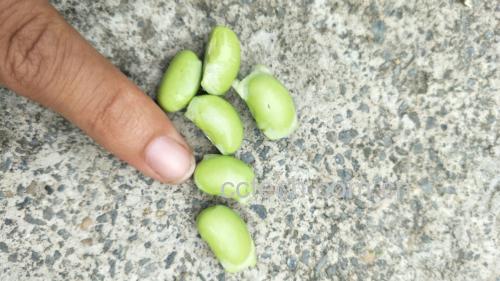 毛豆冷藏保存示意图
