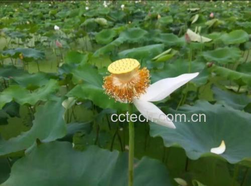 新鲜莲蓬与剥好的莲子摆放在一起,背景为池塘荷花场景 莲子与莲蓬搭配图