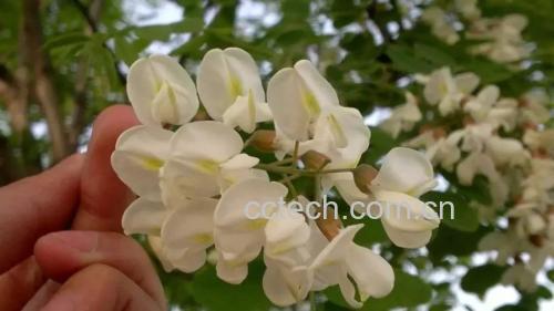 清晨采摘的新鲜花朵,花瓣完整,颜色洁白带淡绿 火龙果花采摘