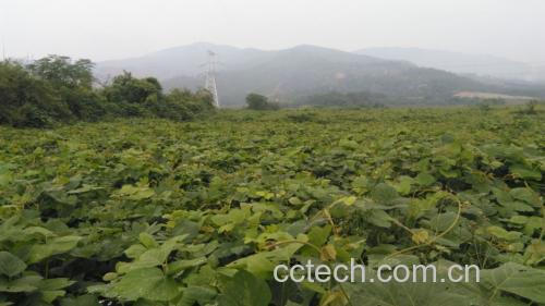 图中展示一杯清澈的葛根水,旁边摆放着干燥的葛根片,背景为自然田园风格 葛根泡水示意图