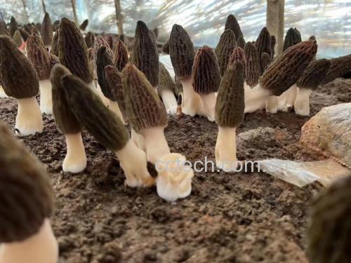 羊肚菌菌盖与菌柄对比图