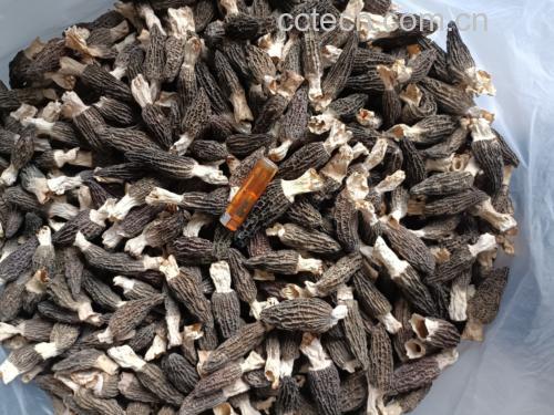 羊肚菌干品与鲜品对比图