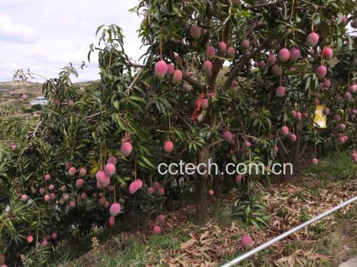展示不同成熟阶段的芒果外观与果肉状态 芒果成熟过程对比图