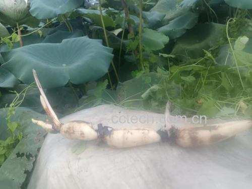 柱状图展示莲藕与豌豆、西兰花等蔬菜的蛋白质含量对比 莲藕与其他蔬菜蛋白质含量对比图