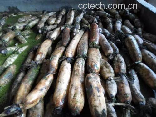 湖北洪湖莲藕人工采收实景,突出藕节深褐木质化特征、乌黑肥沃淤泥附着状态及徒手采挖的生态农法,体现道地产区核心优势 洪湖莲藕采收现场:渔民身着防水服在浅水淤泥中徒手采挖莲藕,藕身沾满乌黑油润淤泥,特写镜头聚焦刚出土藕节处深褐木质化环带与新鲜断面