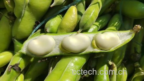 蚕豆全链条品质保障示意图:新鲜采摘→人工去荚→控时蒸煮→冷却去皮,每环节均影响最终GI稳定性 蚕豆从田间到餐桌全流程图解:左侧为青翠带荚蚕豆植株特写,中部为手工剥荚露出鲜绿豆粒,右侧为蒸锅中冒着热气的熟蚕豆,三阶段清晰分隔