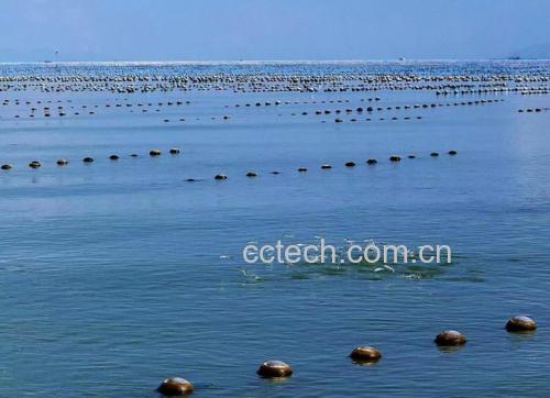 沿海养殖场中的生蚝吊养场景,整齐排列的蚝架漂浮在海面上,阳光洒在波光粼粼的海水中 生蚝养殖场景