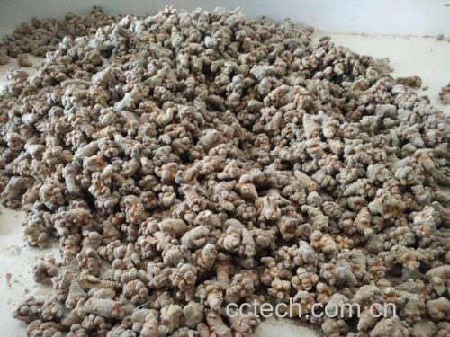 图片说明: 优质三七根实物特写,展示其自然形态与质地 三七根特写