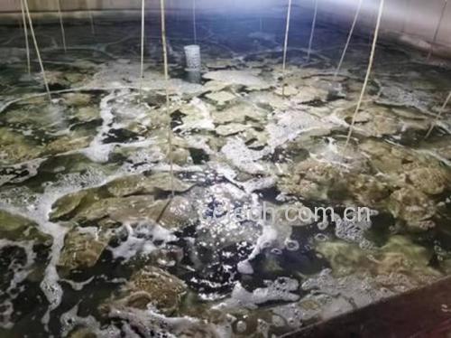 专业实验室对太平洋牡蛎样品进行镉含量检测的实景图:左侧为均质化牡蛎组织待测液试管,中部为原子吸收光谱仪(AAS)检测窗口,右侧为打印中的检测报告单,清晰显示‘镉(Cd):1.62mg/kg’及国标限值‘≤2.0mg/kg’,体现农产品质量安全监管的科学性与严谨性 实验室检测场景:白色实验台上摆放牡蛎组织样本试管、原子吸收光谱仪局部镜头、以及标注“Cd 1.62mg/kg”的检测报告单
