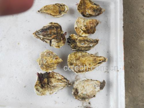 中国太平洋牡蛎(Crassostrea gigas)五大主产区地理分布示意图:以浅蓝色中国海岸线为基底,精准标注山东乳山、江苏南通、浙江象山、福建宁德、广东湛江五个国家级水产健康养殖示范场集中区域,每个产地配有微型牡蛎礁浮雕图标及简笔渔船剪影,强调优质农产品的地域性与生态养殖属性 中国沿海牡蛎主产区地图:突出标注山东乳山、江苏南通、浙江象山、福建宁德、广东湛江五大国家级养殖基地位置,配简笔渔船与牡蛎礁图标