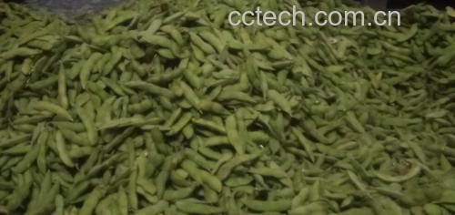 新鲜绿色毛豆整颗展示 毛豆实物图
