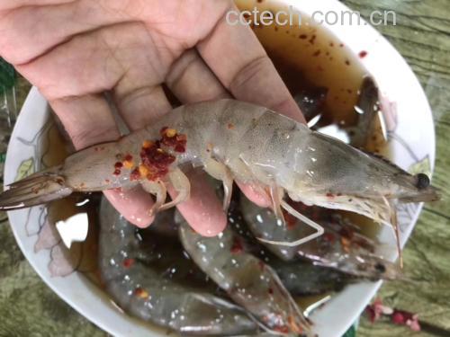 海鲜蘸料搭配与成品展示 海鲜调味搭配