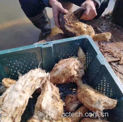 木瓜根煮水过程图,展示木瓜根切片、加水煮制步骤 木瓜根煮水过程