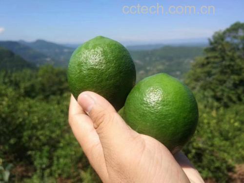 柠檬片泡水图