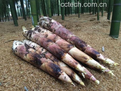 高山竹笋生长在云雾缭绕的山林中,阳光透过竹林,竹笋嫩绿鲜亮 高山竹笋的自然生长环境