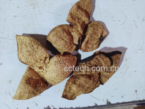 新鲜枇杷与陈皮并列摆放,背景为木质桌面 枇杷与陈皮的搭配