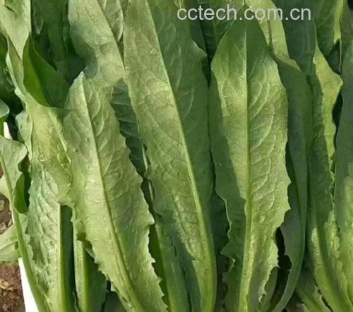油麦菜新鲜与发黄对比图