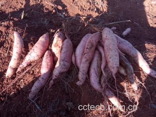 图片说明:新鲜的四季豆与豇豆并列摆放,展示两者外观差异 四季豆与豇豆对比图
