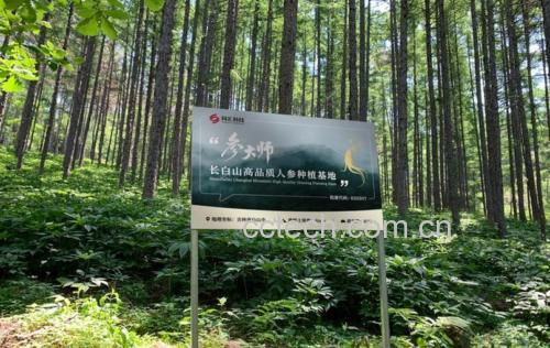 冬季清晨的长白山人参种植园,白雪覆盖下的参田整齐排列,工人正在检查参苗生长情况,远处可见森林环绕,标识牌显示‘有机人参种植示范区’字样 长白山人参种植基地实景图
