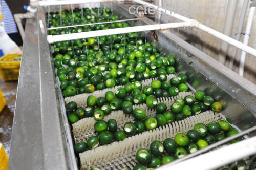柑桔普洱茶成品展示,展示柑桔皮与普洱茶叶融合后的形态,茶饼或茶包形式 柑桔普洱茶成品展示