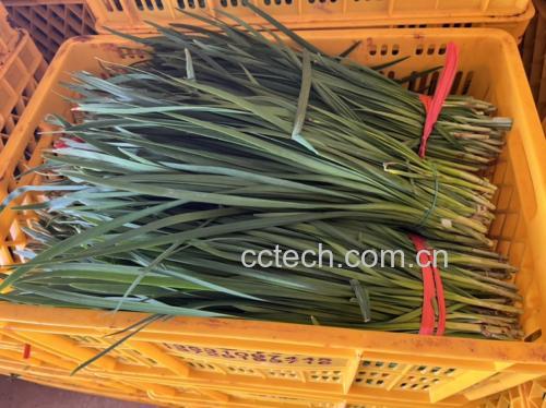 展示厨师正在快速翻炒韭菜与鸡蛋,锅内有油烟升起,色彩鲜亮 热锅快炒的韭菜炒鸡蛋过程图
