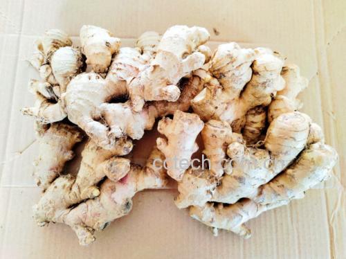 锅中猪油加热后加入姜丝,正在翻炒,厨房背景清晰可见 姜丝爆香过程