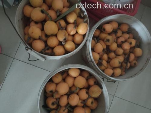 新鲜枇杷和猪瘦肉整齐地摆放在厨房案板上,旁边有姜片和红枣 新鲜枇杷和瘦肉摆放在案板上