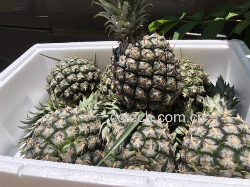 展示新鲜菠萝、白酒、冰糖和玻璃罐等泡酒所需材料 菠萝泡酒所需食材和工具
