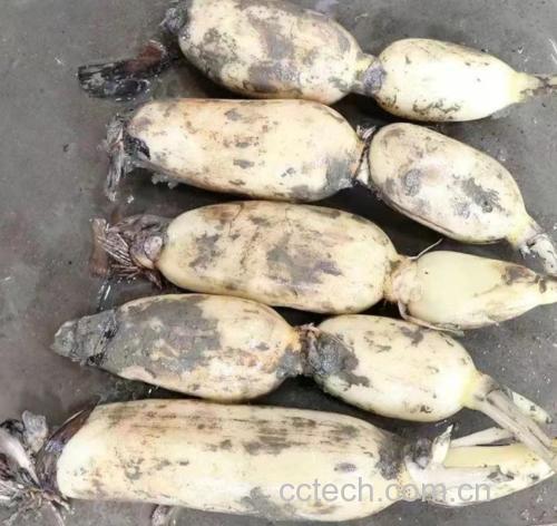 莲藕与其他常见食物嘌呤对比图