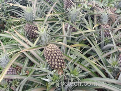 菠萝凤梨种植园实景图,展示成片菠萝植株与成熟果实,体现其自然生长环境 菠萝凤梨果园实景图