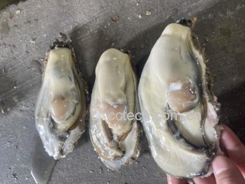高清微距图:新鲜乳山生蚝平铺于冰盘,硬毛刷正干刷蚝壳铰合部与腹缘,壳面干燥无水渍,背景为白色大理石台面 生蚝干刷清洁特写