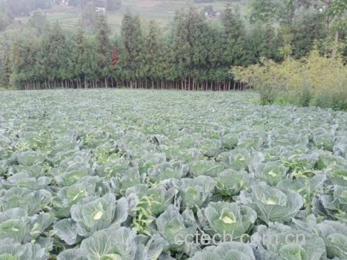 图片说明:展示白莲种植基地的实景照片,体现其自然生长环境与农业产业化特征 白莲种植基地实景图